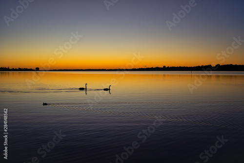 Silhouette of two Black swans on Lake Alexandrina, Goolwa, Coorong, South Australia, Australia photo