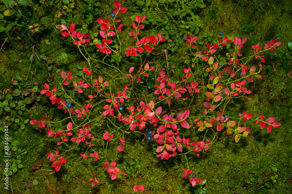 Red blueberry leaves on green moss