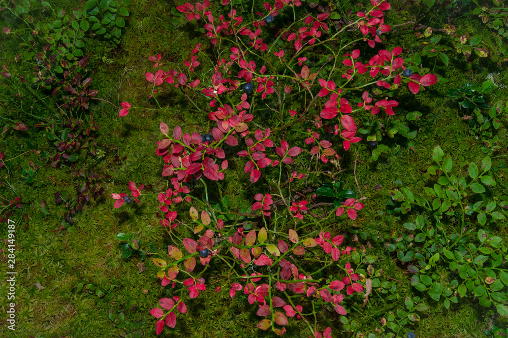 Red blueberry leaves on green moss