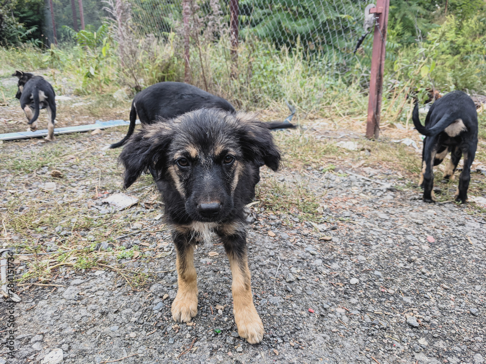 cute little dog in the countryside cute little dog in the countryside