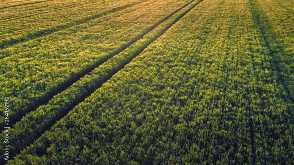 Gold Wheat field panorama with tree at sunset with clouds, rural countryside