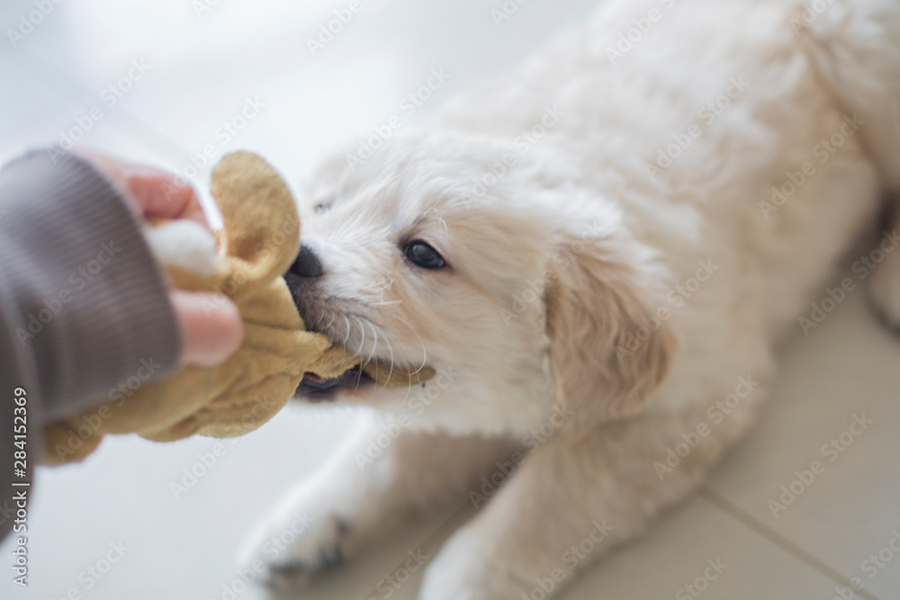 Golden retriever puppy at home close up - obrazy, fototapety, plakaty 
