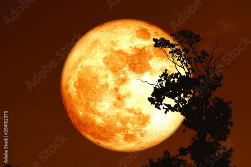 sturgeon blood moon on the night sky back silhouette trees