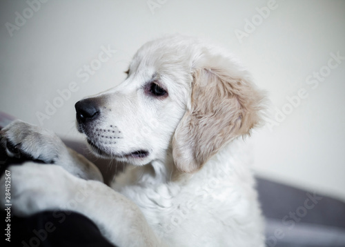 Golden retriever puppy at home close up