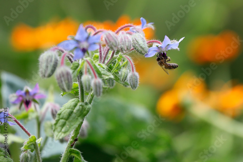 Pflanze Boretsch (Borago officinalis) mit blauen Blüten und Biene im Garten als close up photo