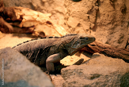 Lizard on rocks. © Przemyslaw