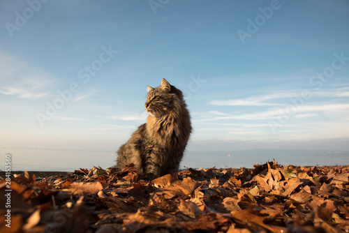 Sticker Katze im Herbstlaub