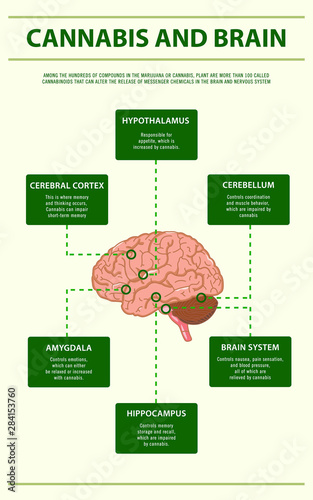 Cannabis and Brain vertical infographic