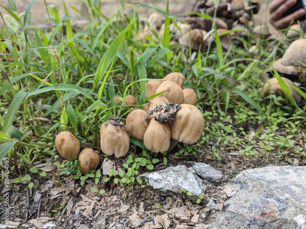 toadstool mushrooms in the wild forest toadstool mushrooms in the wild forest