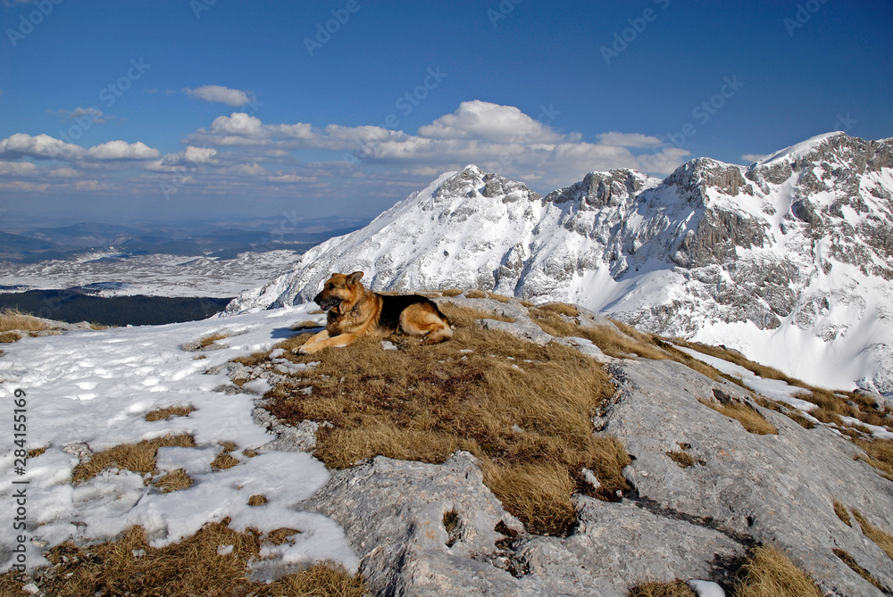 Dog siting on the mountain top covered with snow