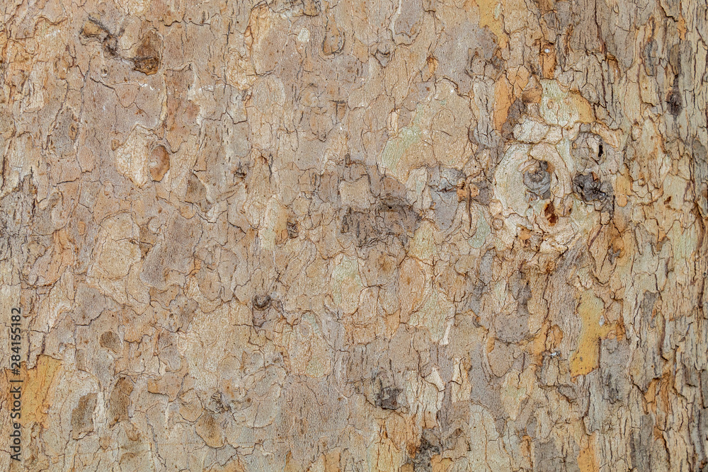 Closeup Tree Bark Texture Background Closeup Tree Bark Texture Background