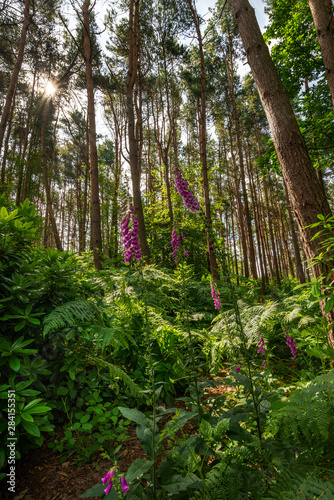 Beautiful forest landscape image of foxgloves amidst lush green Summer trees and foliage