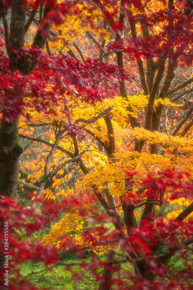 Beautiful colorful vibrant red and yellow Japanese Maple trees in Autumn Fall forest woodland landscape detail in English countryside Beautiful colorful vibrant red and yellow Japanese Maple trees in Autumn Fall forest woodland landscape detail in English countryside