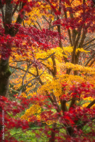 Beautiful colorful vibrant red and yellow Japanese Maple trees in Autumn Fall forest woodland landscape detail in English countryside