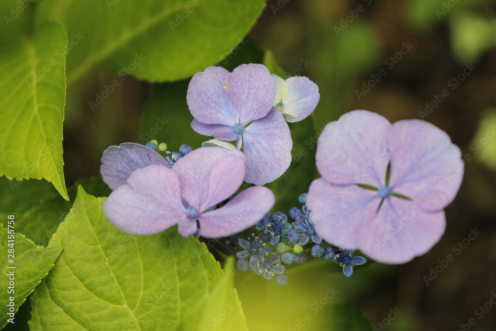 Hortensie mit blauen und rosanen Blüten Detail im Sommer Hortensie mit blauen und rosanen Blüten Detail im Sommer