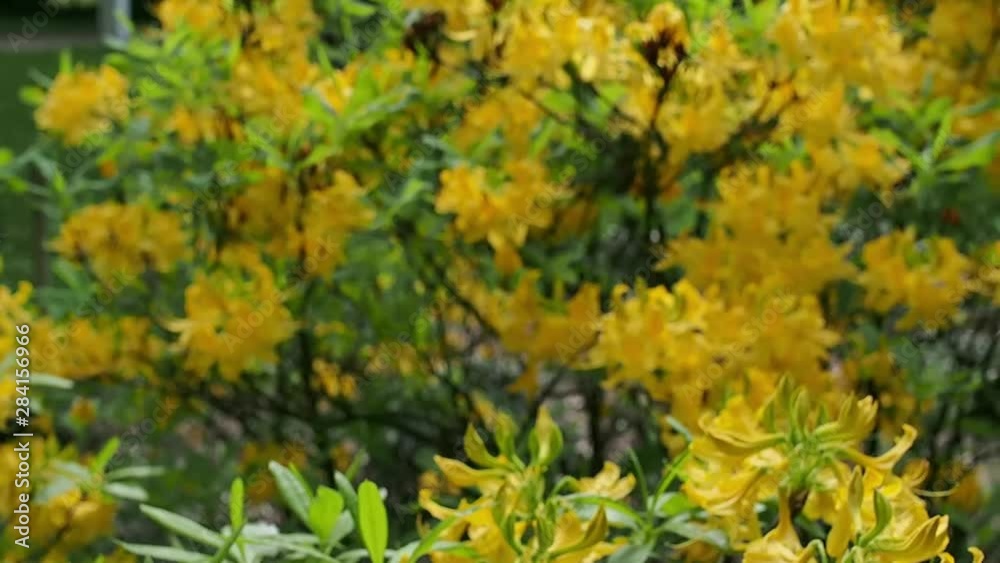 Summer day from park beautiful yellow flowers Summer day from park beautiful yellow flowers