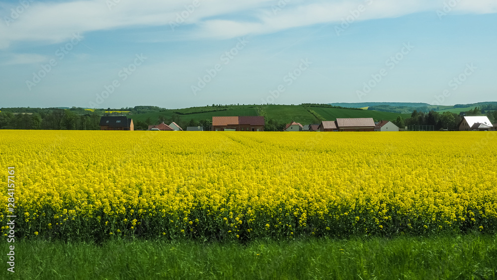 Bright yellow Canola fields in the summer time and village in the horizon