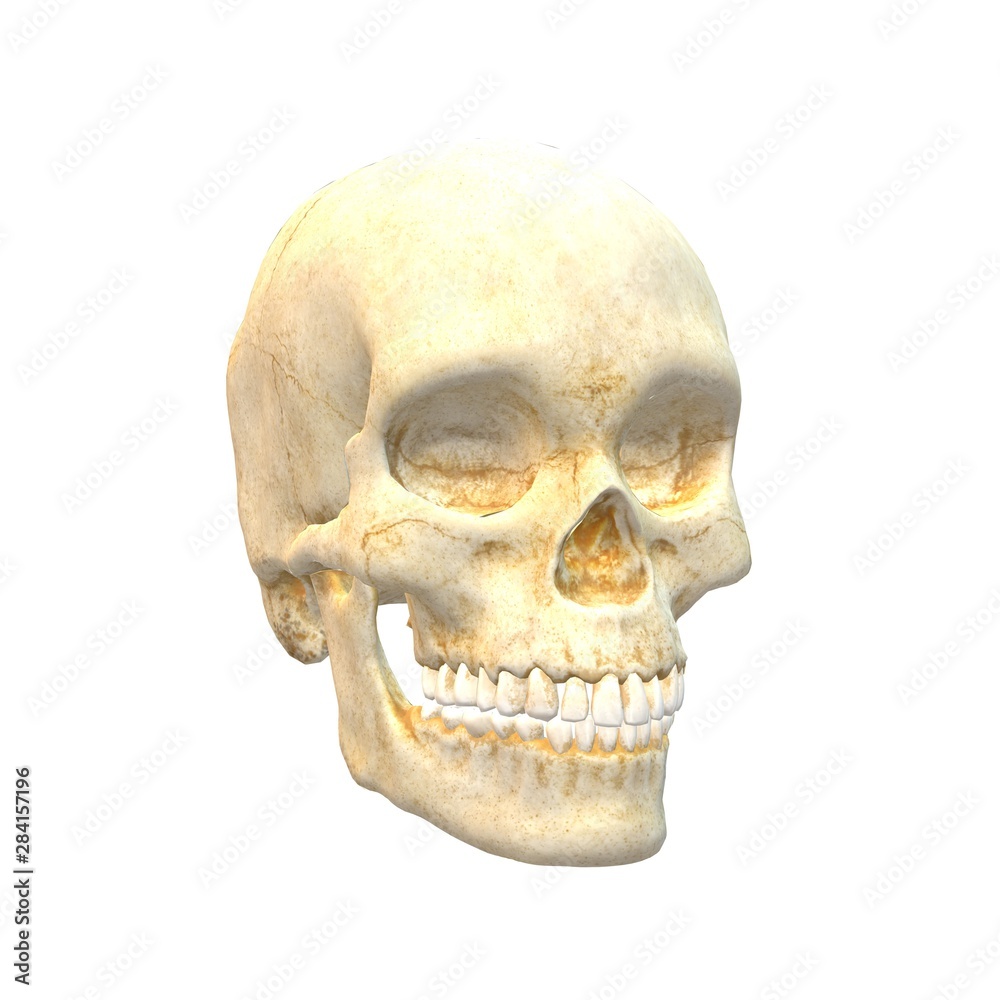 Obraz premium Human Skull