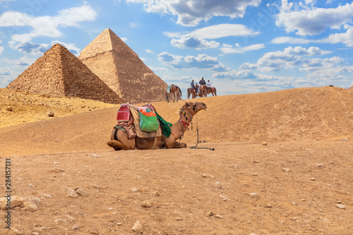 Camels by the Pyramids  desert scenery in Giza  Egypt