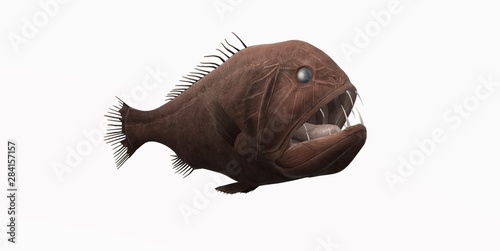 Deep Sea Fish