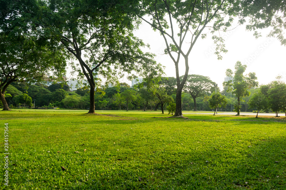 Green trees during the morning sunrise in the park. Green trees during the morning sunrise in the park.