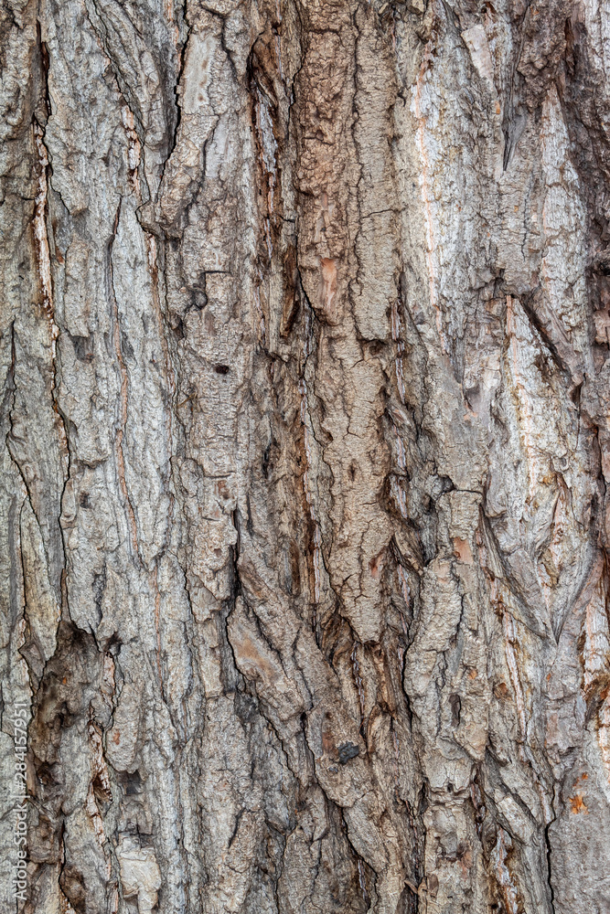 Closeup Tree Bark Texture Background Closeup Tree Bark Texture Background