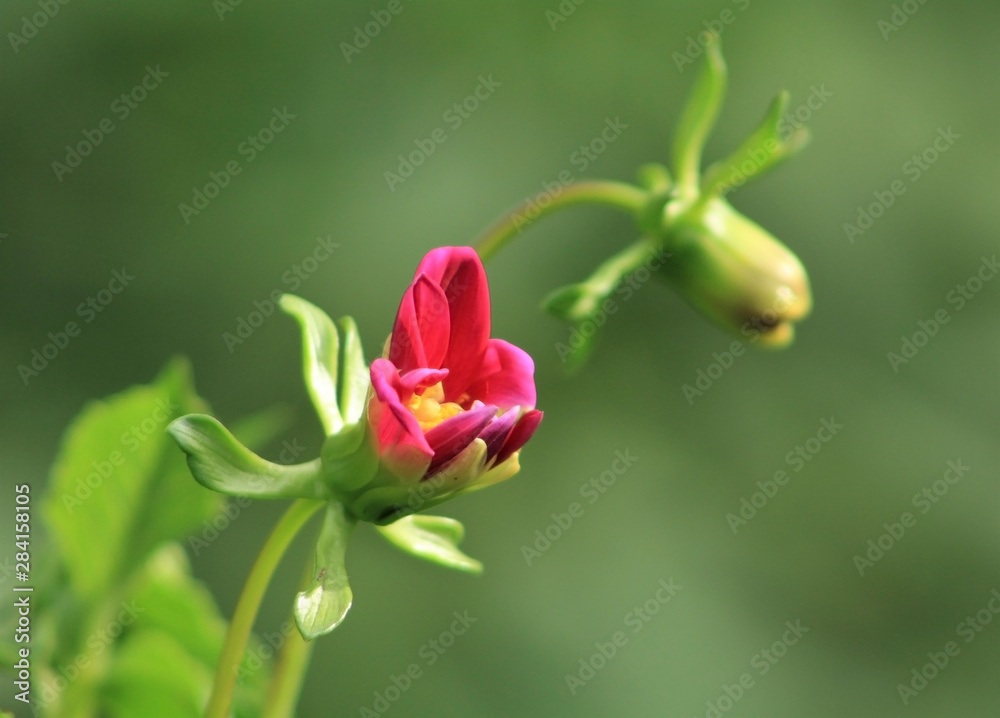 red flowers being born in the garden red flowers being born in the garden