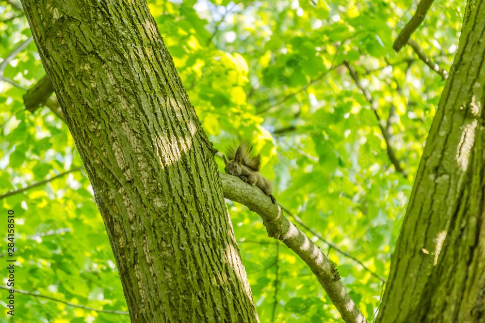 Squirrel on the tree in its natural environment