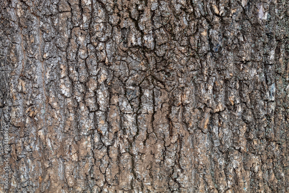 Closeup Tree Bark Texture Background Closeup Tree Bark Texture Background