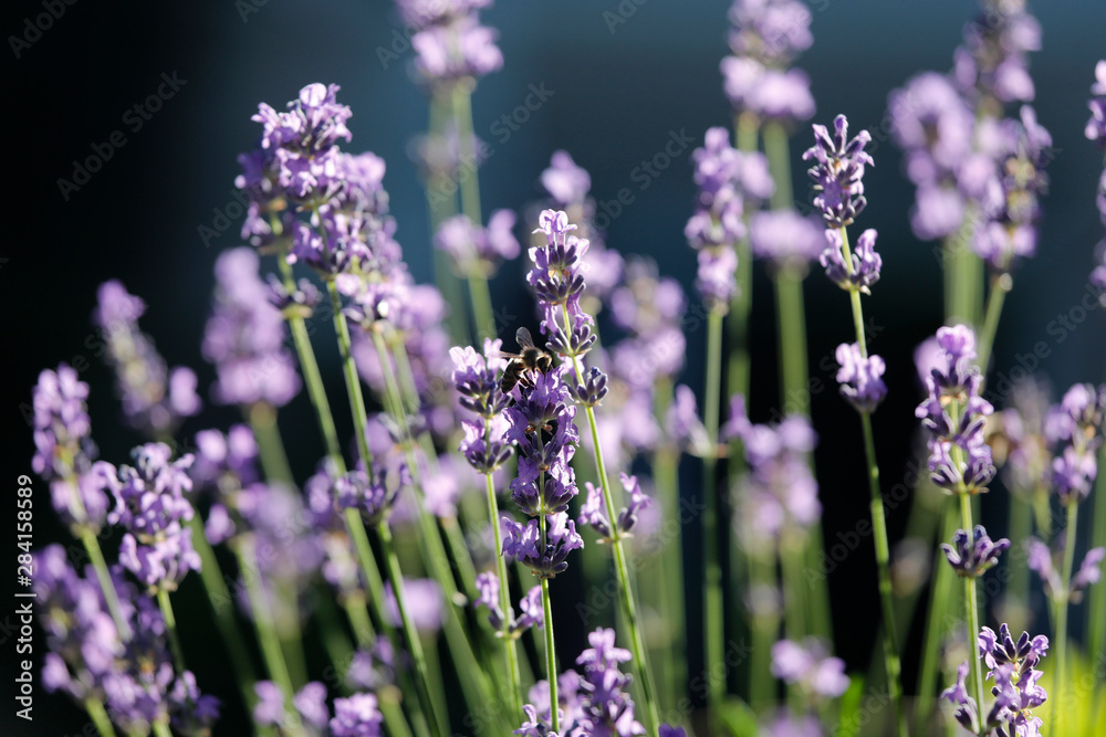 Naklejka premium Blauer Lavendel mit Biene und Insekten