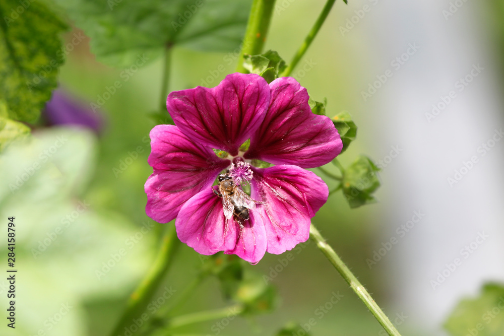 Obraz premium Mauretanische Malve (Malva sylvestris ssp. mauritiana) mit Biene als Detail.