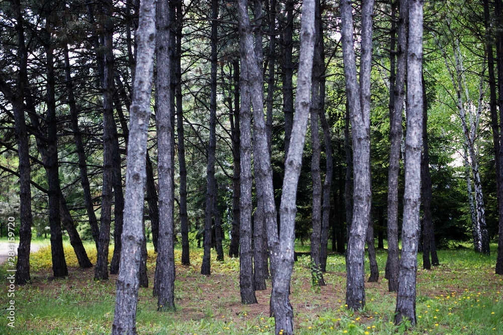 Fototapeta premium Beautiful pine trees on background high mountains.