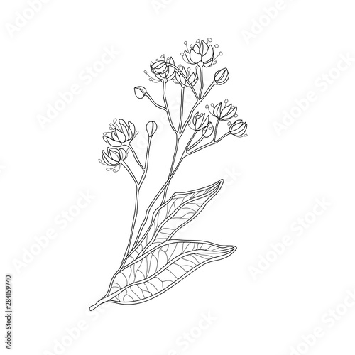 Linden tree isolated on white background