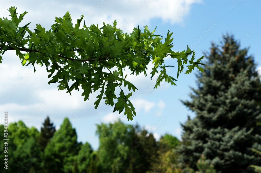 Obraz premium Beautiful pine trees on background high mountains.