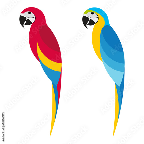 Flet parrot macaw on white background