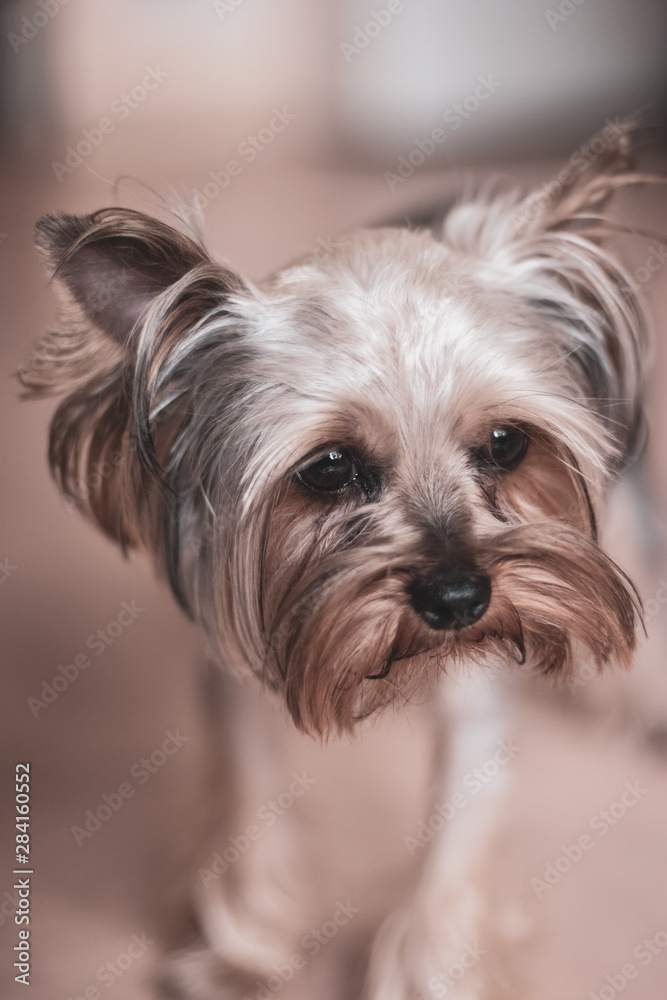 Portrait of a funny funny yorkshire terrier with long brown hair. Selective focus on the eyes. The background is blurry. Portrait of a funny funny yorkshire terrier with long brown hair. Selective focus on the eyes. The background is blurry.