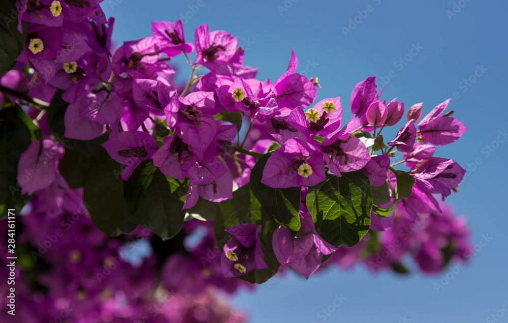 Una buganvilia en flor de color lila contra el cielo azul Stock Photo |  Adobe Stock