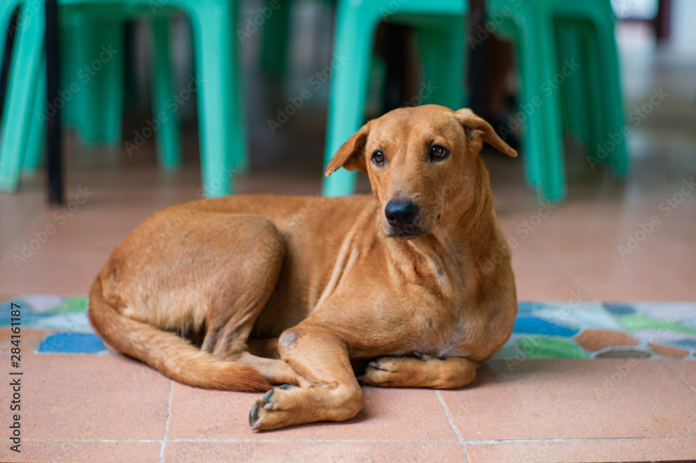 Isolated brown dog lays down on the floor Isolated brown dog lays down on the floor