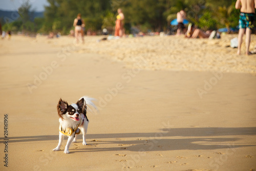 A small dogs walking on the beach at Phuket province in Thailand. This is very popular for photographers and tourists. Travel and natural Concept.
