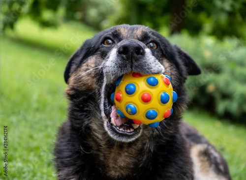 Fotografie portrait of a dog chewing ball