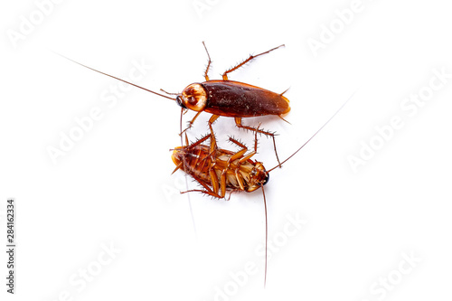 The top and bottom view cockroach thailand isolated on white background, copy space.