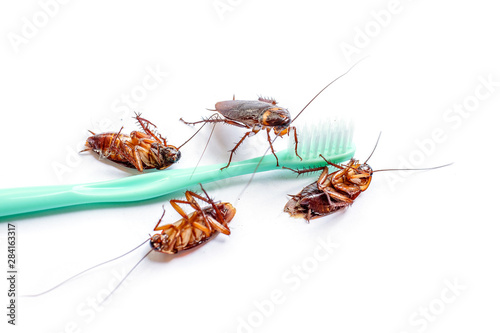 Close up the cockroach thailand on green toothbrush among many cockroaches are dead isolated white background, Useless animals concepts, copy space. © Oranuch