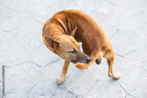 A stray dog bite tail and stand on the asphalt street.
