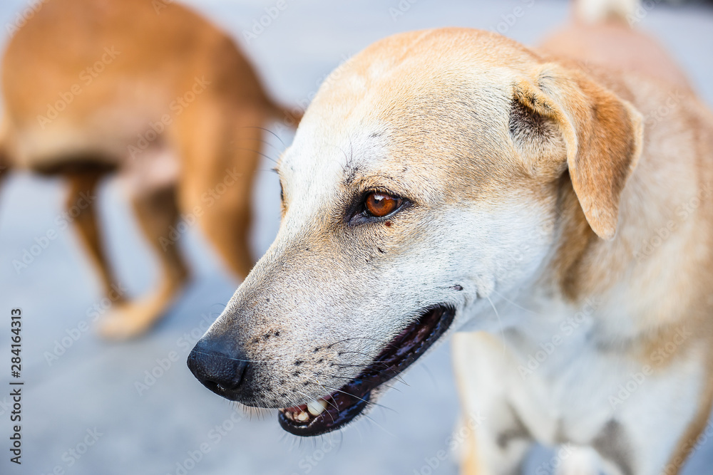 A stray dog looking something and stand on the asphalt street. A stray dog looking something and stand on the asphalt street.