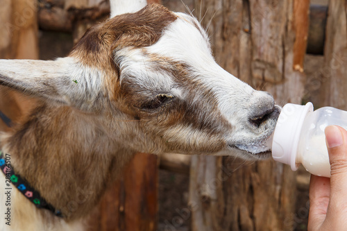 The brown white goat is sucking a bottle of milk. Human’s hand is holding the bottle.