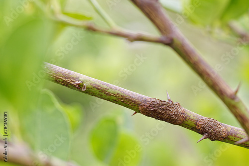 Rust on branch of lime, Citrus canker photo