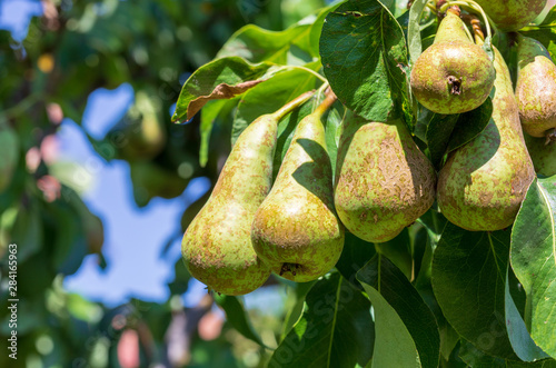 Lovely cluster of conference pears (Conference - Pyrus communis) ripening in pear tree (fruit tree). Sunny summer day Space to insert your text.
