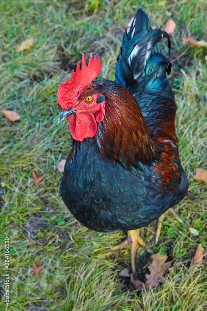 Beautiful imposing cock as close-up