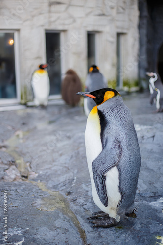 A king penguin in Asahiyama zoo, Asahikawa, Hokkaido, Japan. photo