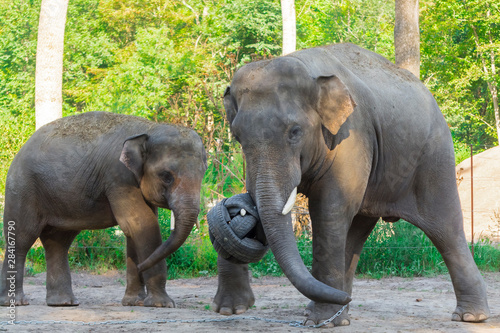 Canvas Print Asian elephant bulls are playing with a ball